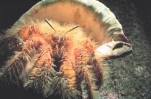 Yellow Hairy Hermit Crab taken in Hawaii with a Nikonos V... by John H. Fields 